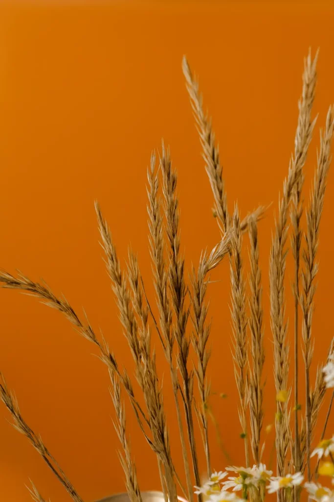 Dried golden wheat stalks and small white daisies against a warm orange background, evoking a sunset harvest vibe.